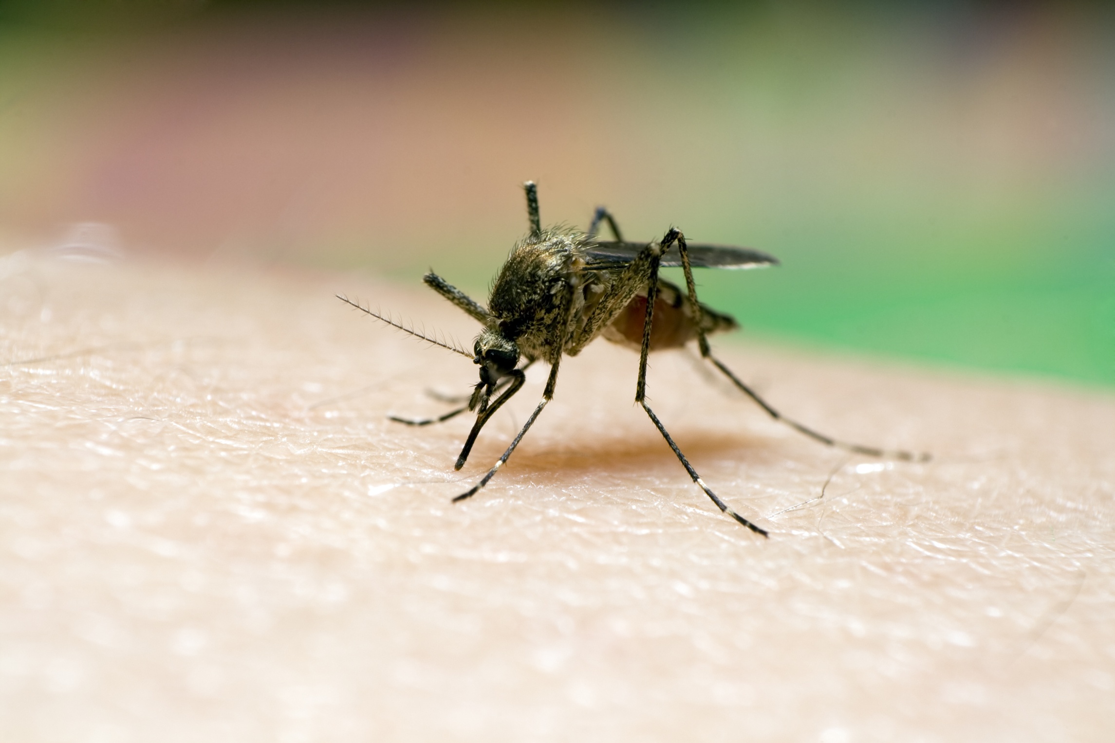 Resultado de imagen para mosquitos del paludismo
